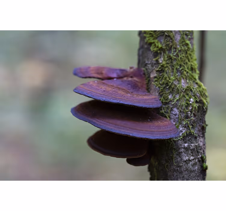 Nature wall mural mushroom growth detail - TenStickers