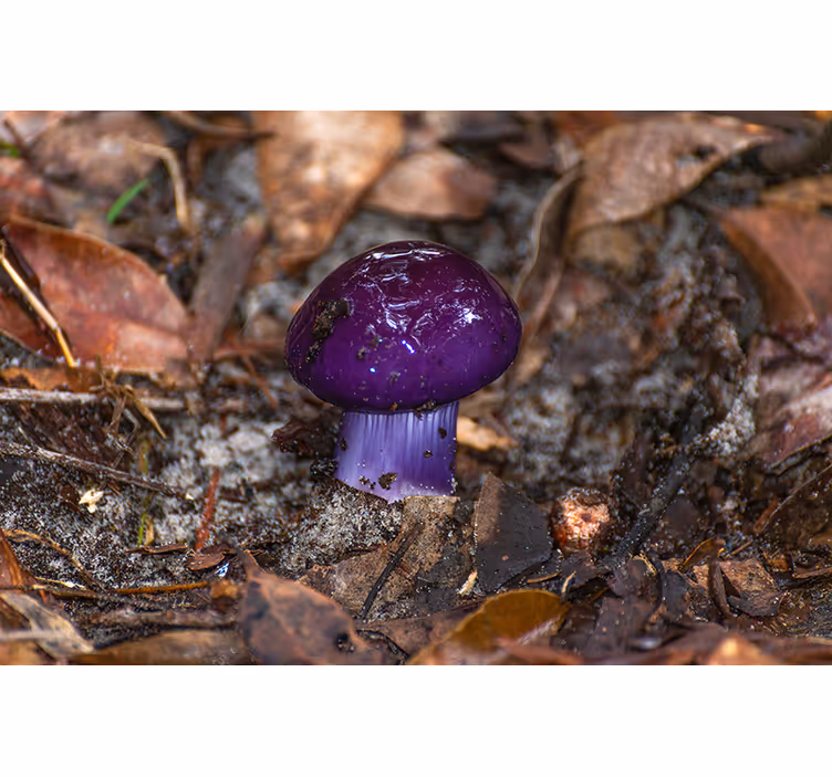 Flower wall mural purple mushroom sprout - TenStickers