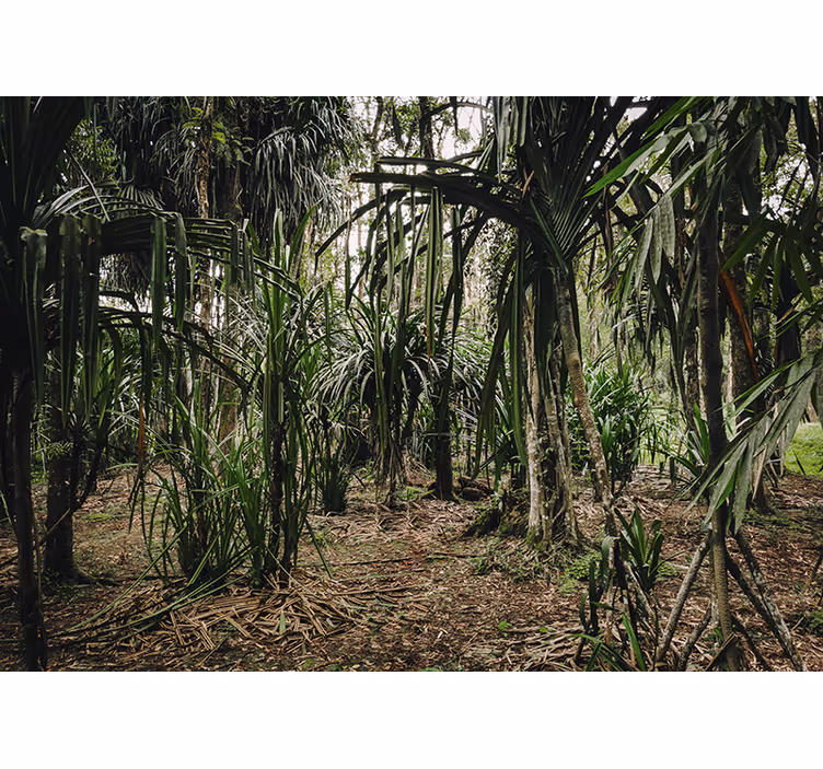 Lush Tropical Wilderness living room wall mural - TenStickers