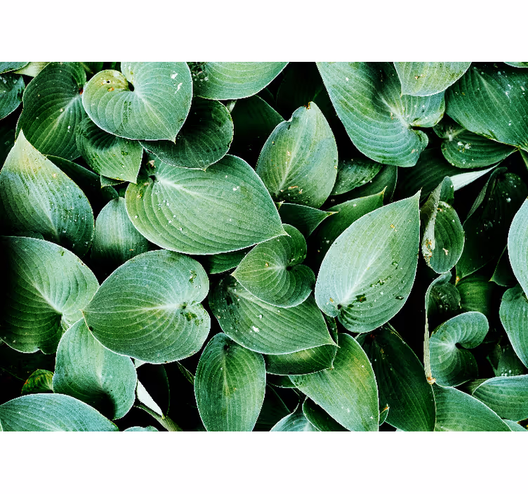 Nature wall mural lush green foliage - TenStickers