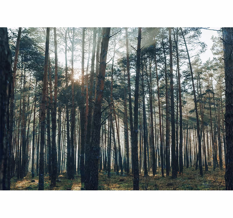 Forest wall mural serene pine grove - TenStickers