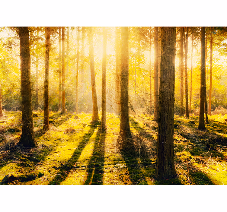 Nature wall mural sun-drenched woodland scene - TenStickers