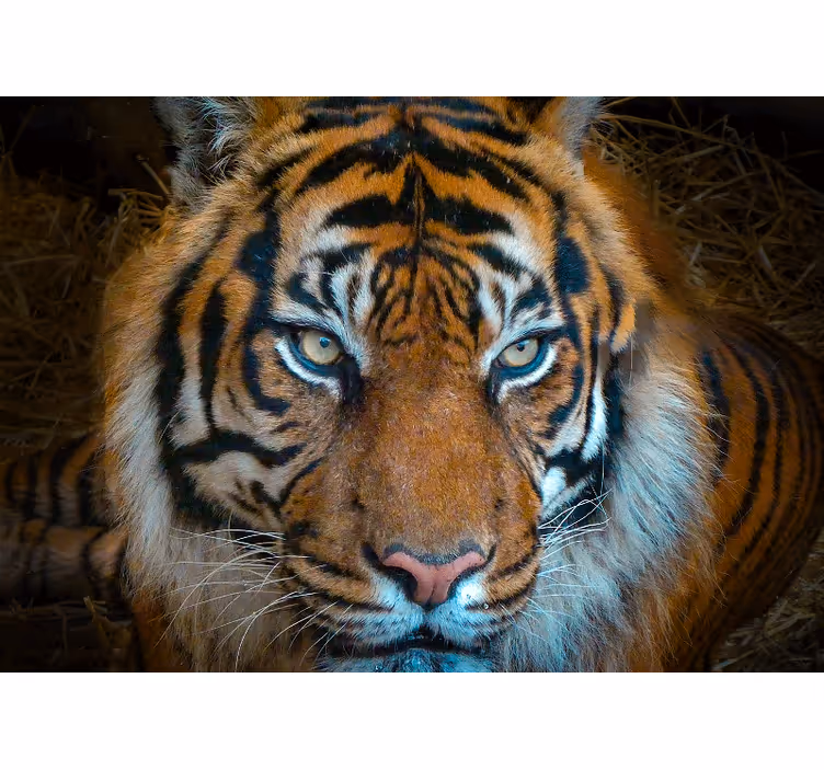 Animal wall mural regal tiger illustration - TenStickers