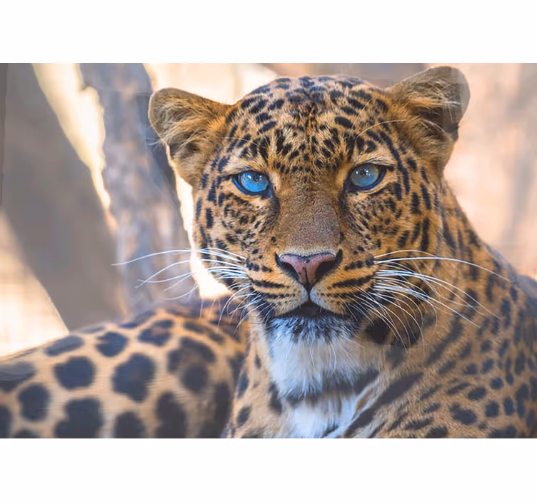 Animal wall mural leopard portrait close-up - TenStickers