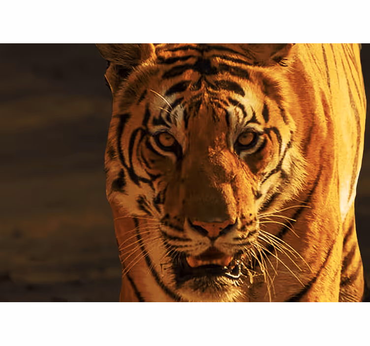 Lion wall mural majestic tiger stare - TenStickers