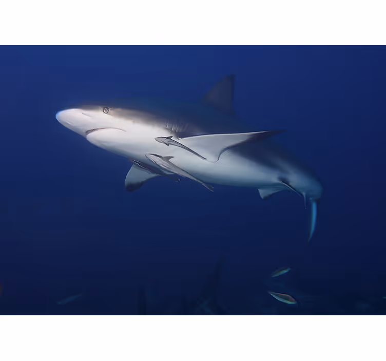 Animal wall mural majestic shark swim - TenStickers