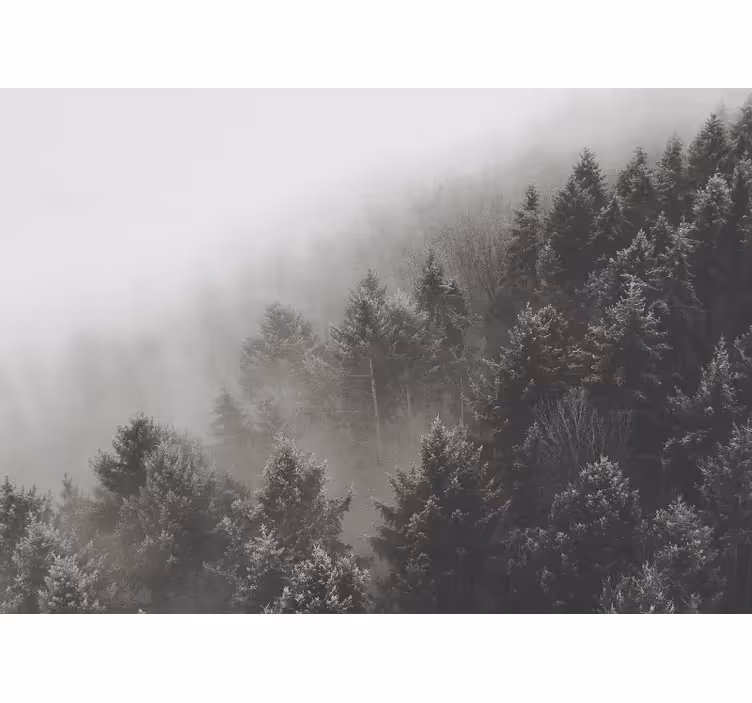 Forest with white pines 3D wall mural - TenStickers