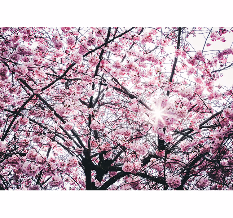 cherry blossom tree mural - TenStickers