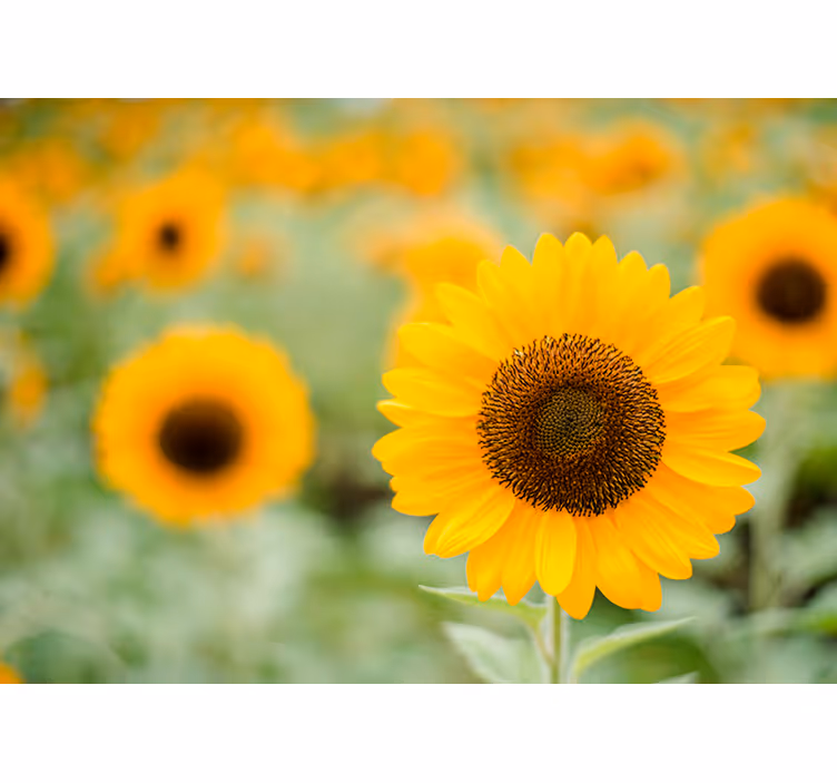 Sunflower Focal Point flower wall mural - TenStickers