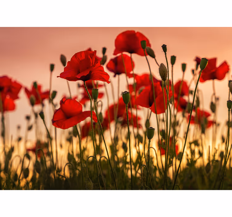 Poppies with a sunset Poppy Wall Mural - TenStickers