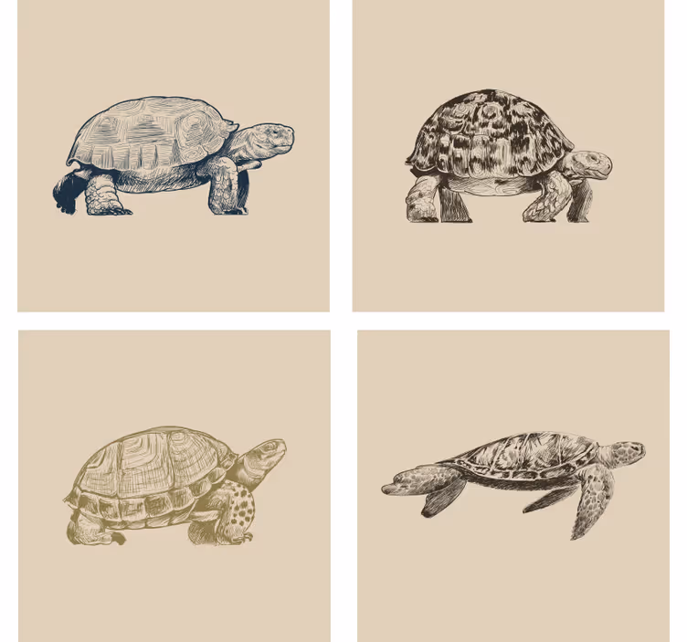 Vintage coasters retro tortoise designs - TenStickers