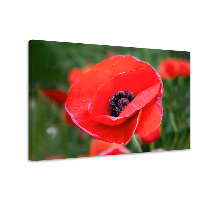 Flower canvas close-up red poppy flower - TenStickers