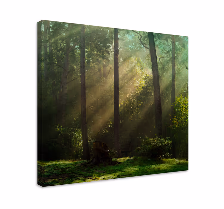 Tree canvas wall art radiant woodland scene - TenStickers