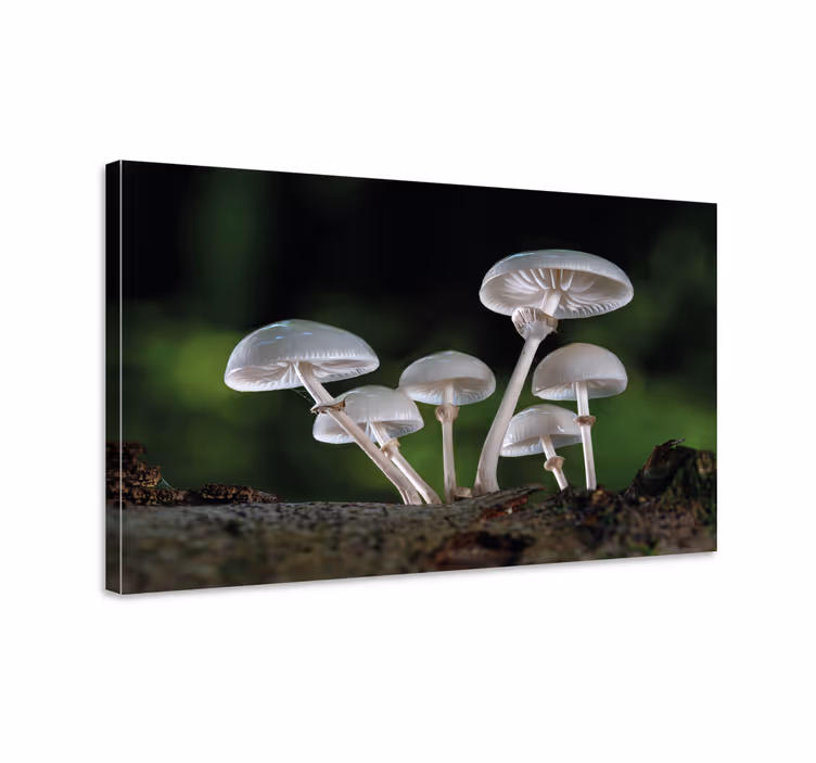 Flowers canvas mushroom forest scene - TenStickers