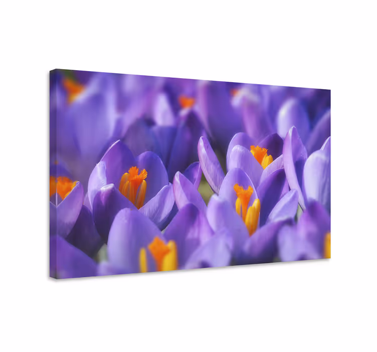 Purple and orange crocus flower flower canvas - TenStickers