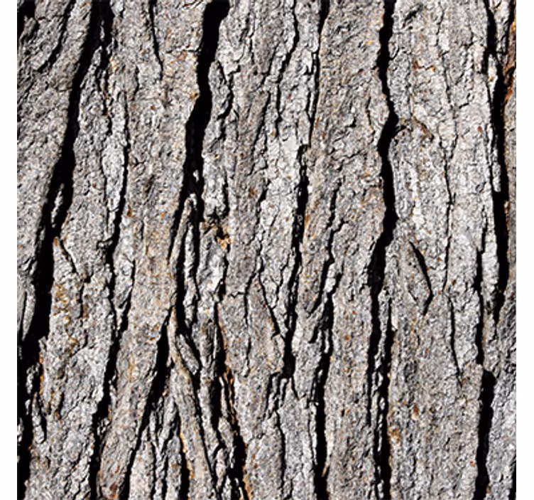 Wood effect wallpaper realistic trunk pattern - TenStickers
