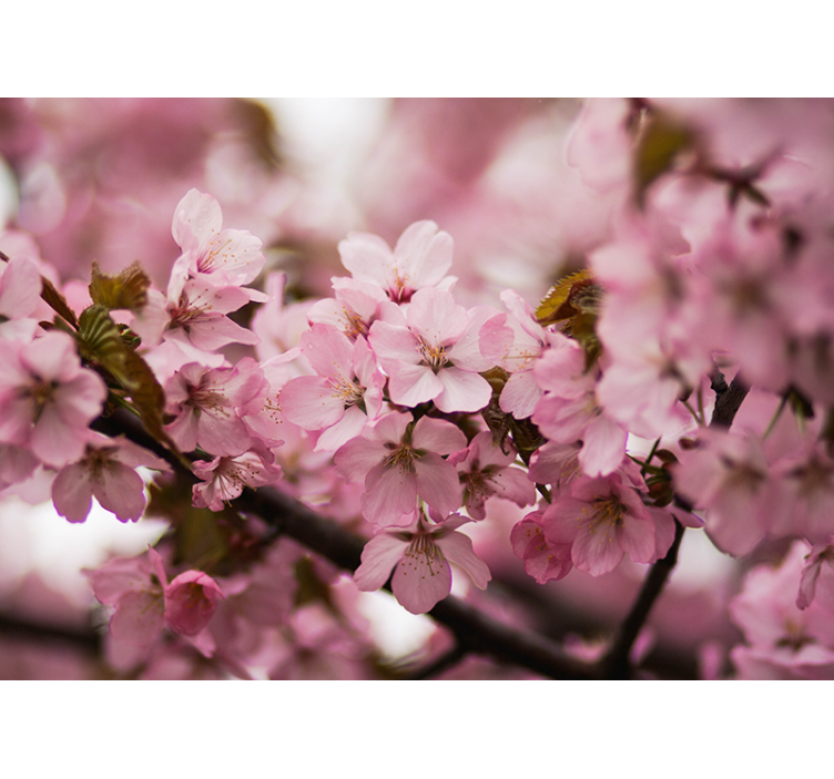 Pink roller blind pink cherry blossom design - TenStickers