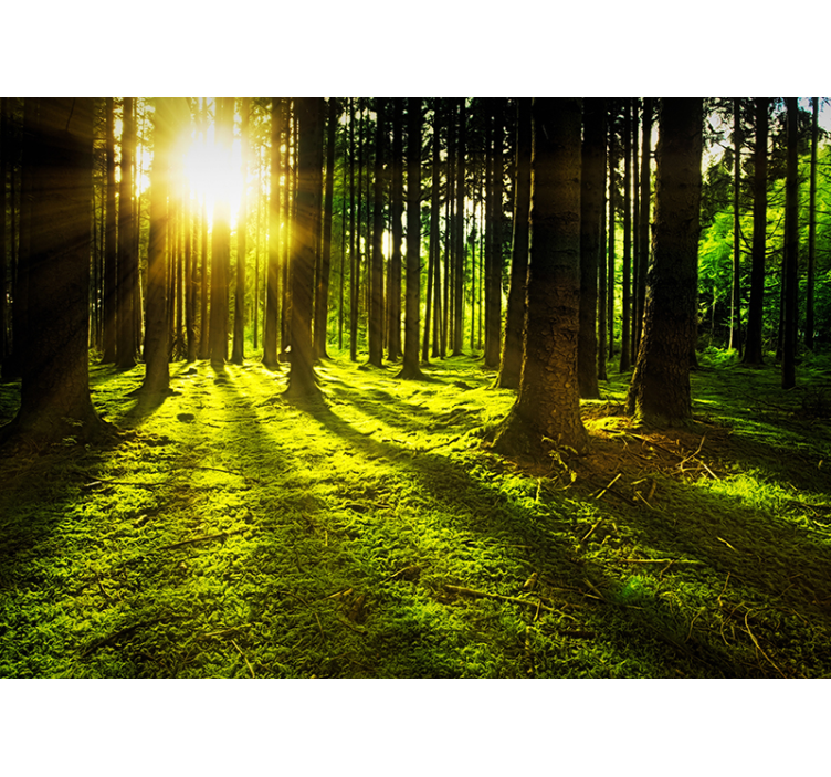 Green roller blind sunlit forest - TenStickers