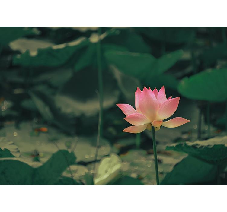 Green roller blind pink blossom - TenStickers