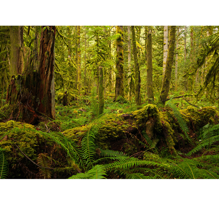 Forest green living room roller blind - TenStickers