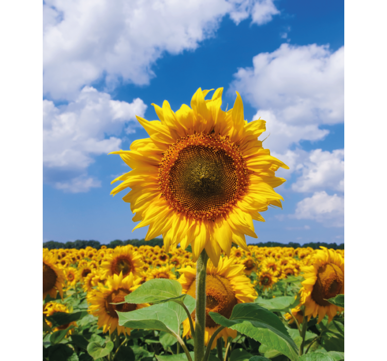 Sunflower with blue sky Flower blind - TenStickers