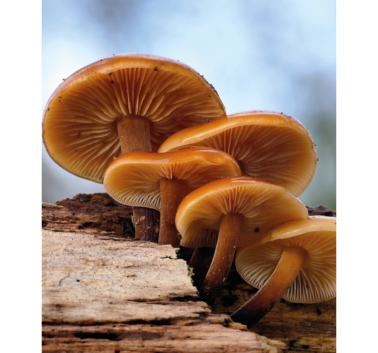 Mushroom Growth roller blind flowers - TenStickers