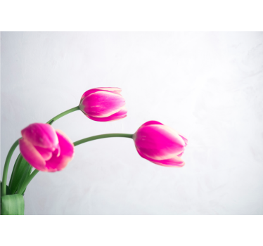 Kitchen roller blind three tulips white background - TenStickers