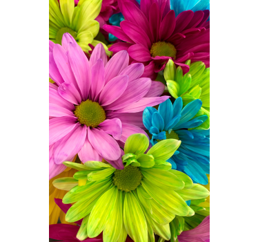 Colorful flowers living room roller blind - TenStickers