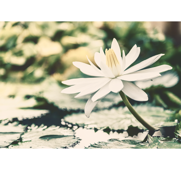 Living room roller blind white lotus on lake - TenStickers