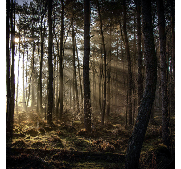 Living room roller blind nature sunrise in the forest - TenStickers