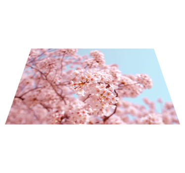 Pink cherry blossom and tree  floral table mats - TenStickers