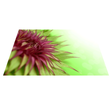 Thistle prickly flowering vinyl table mat - TenStickers