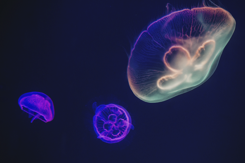 Customisable placemat colorful jellyfish design - TenStickers