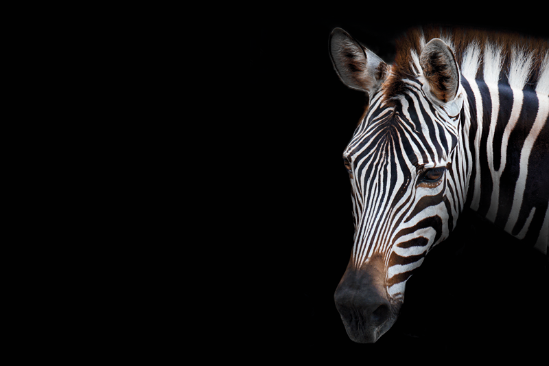 Original placemat zebra head close-up - TenStickers