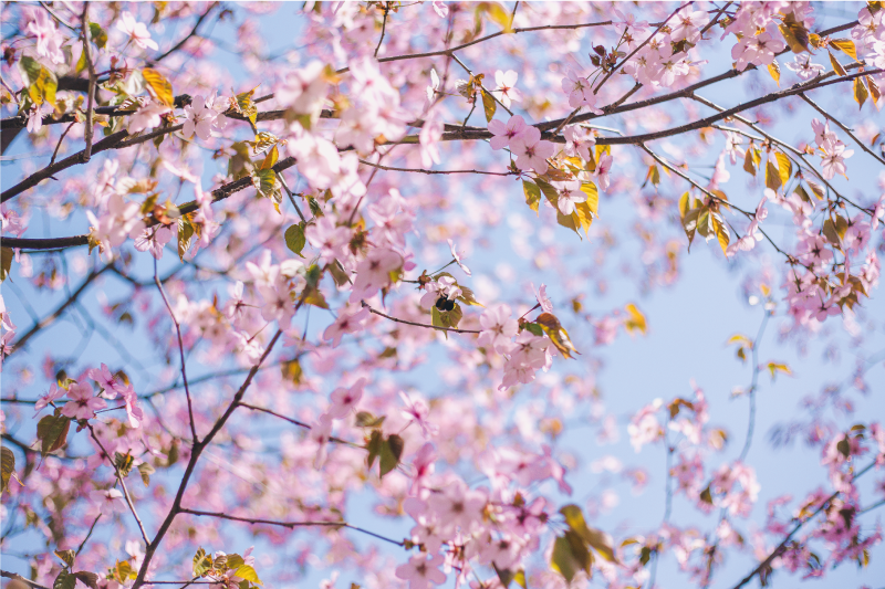 Blooming cherry blossom placemat - TenStickers