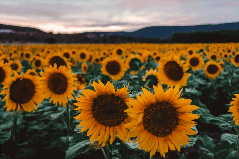 Original placemat sunflower field landscape - TenStickers