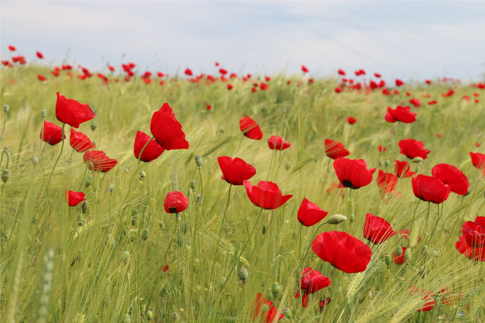 Original placemat poppy field placemats - TenStickers
