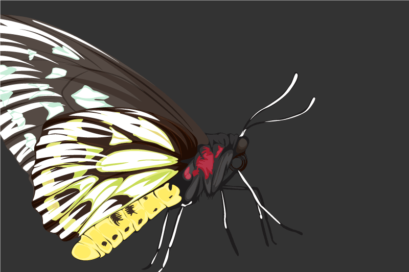 Original placemat colorful butterfly design - TenStickers