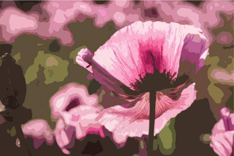 Painting of pink poppies on the field placemats - TenStickers