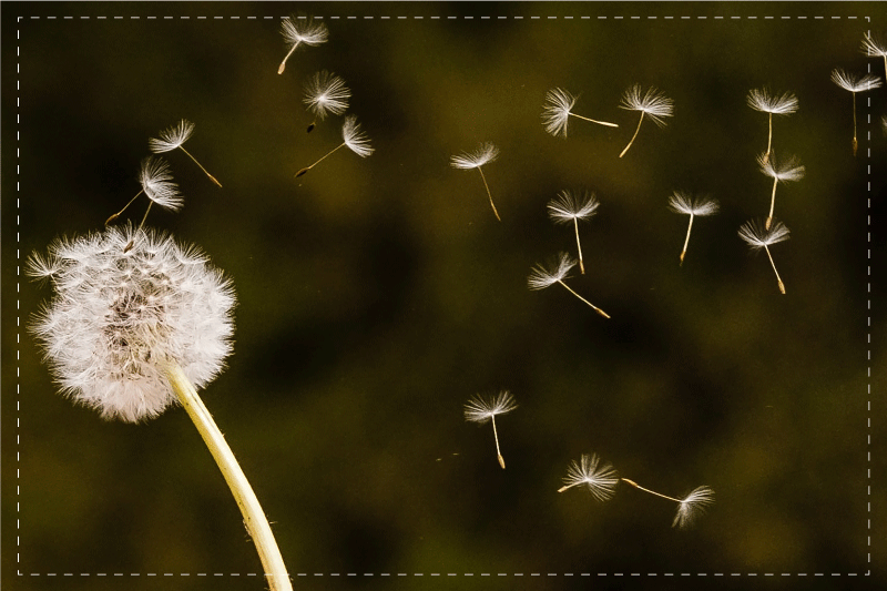 Original placemat dandelion fluff seeds - TenStickers