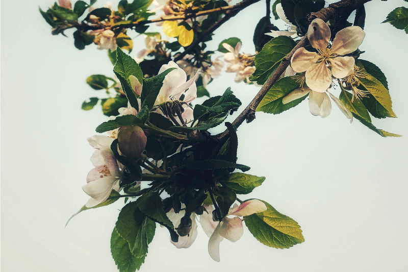 Yellowed vintage style design modern placemats - TenStickers