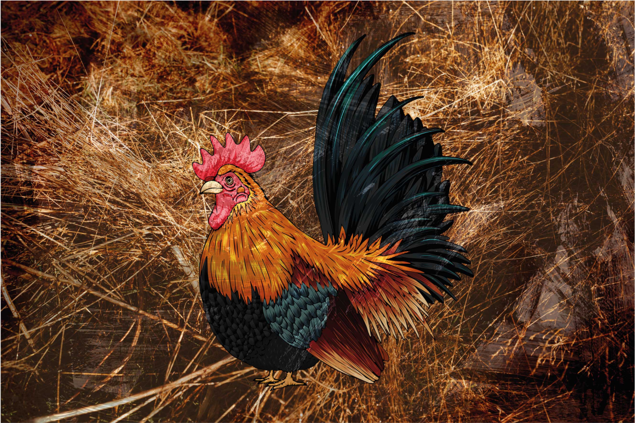 Original placemat with colorful rooster design - TenStickers