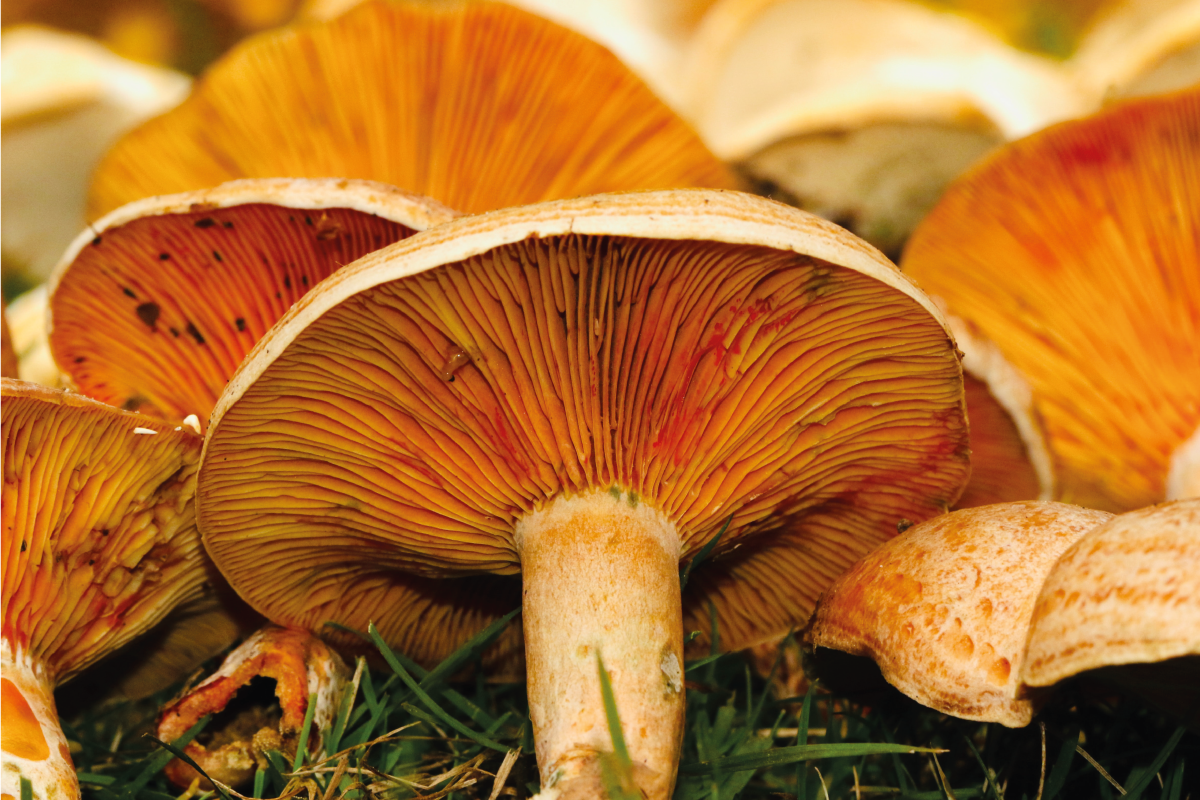Original placemat mushrooms with ramen - TenStickers