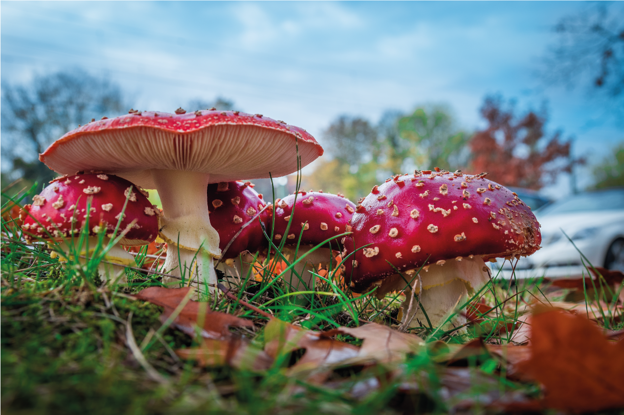 Modern placemat mushroom culinary design - TenStickers