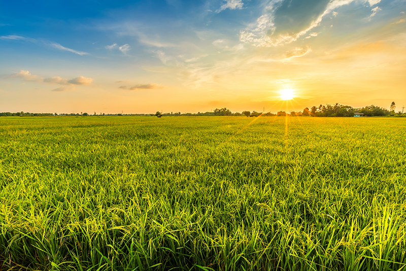 Customisable placemat sunset rice field - TenStickers