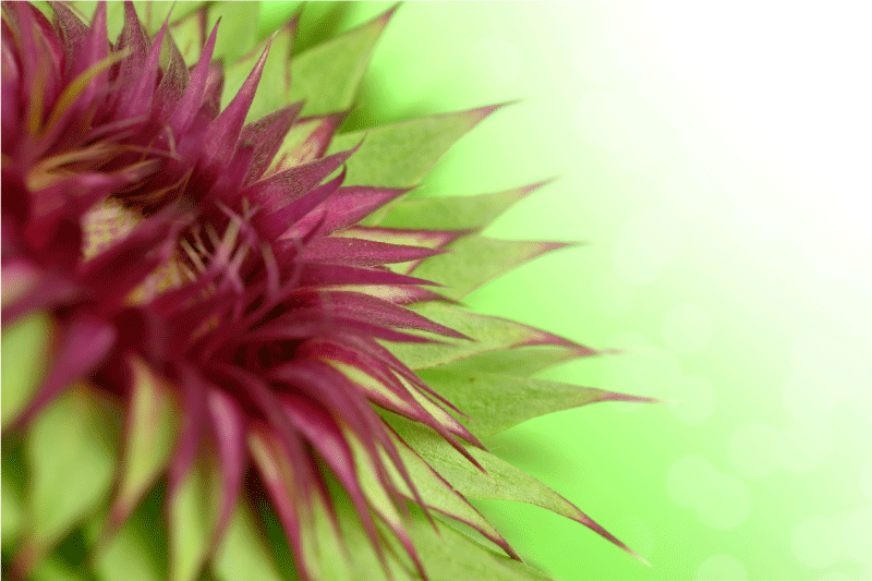 Thistle prickly flowering placemat - TenStickers