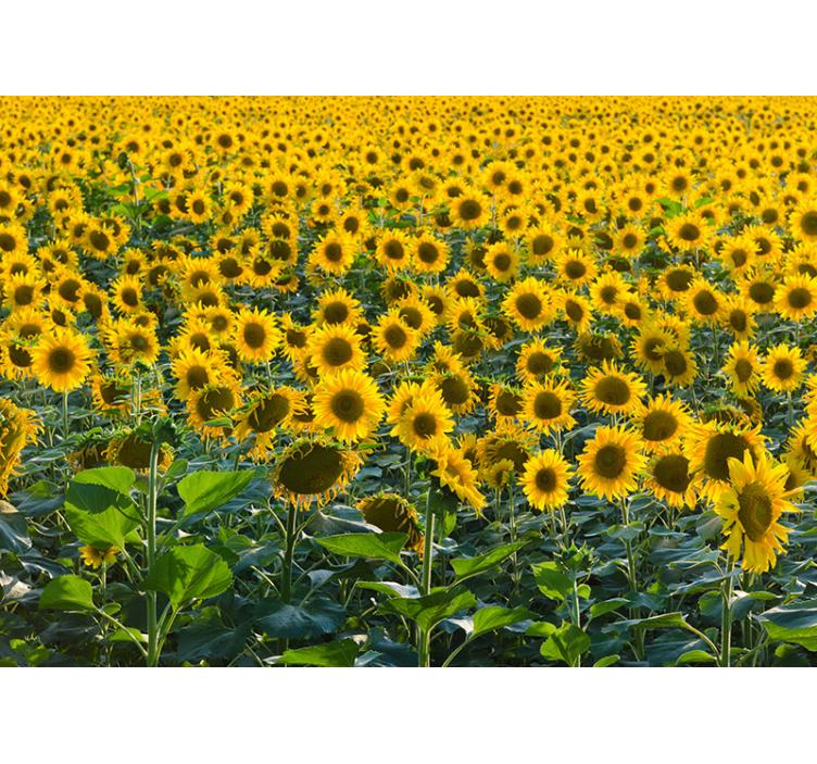 Huge sunflower field wall mural - TenStickers