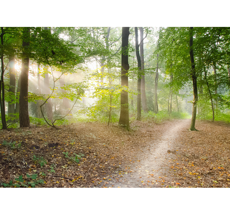 Stunning forest wall mural - TenStickers