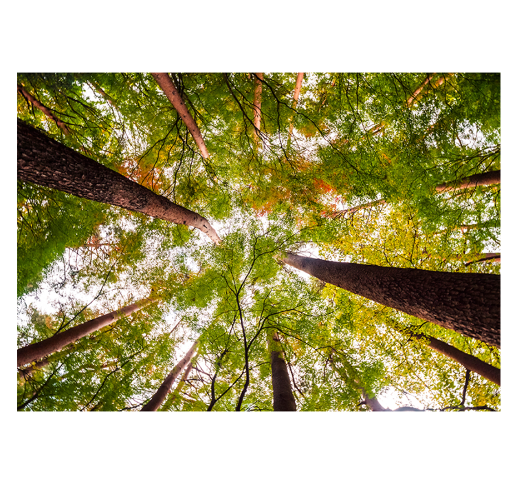 Towering Green Canopy nature wall mural - TenStickers