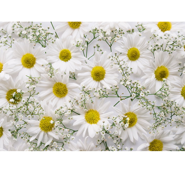 Daisy flower wall photomural - TenStickers